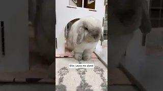 My bunny react to Youtube comment 🐰🙈