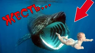 НАПАДЕНИЕ АКУЛЫ В ЧЁРНОМ МОРЕ! ЖЕСТЬ! I SHARK ATTACK IN THE BLACK SEA! TIN!