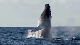 Whales from Around the World [4K/HD]