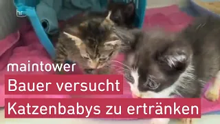 Katzenbabys gerettet | maintower