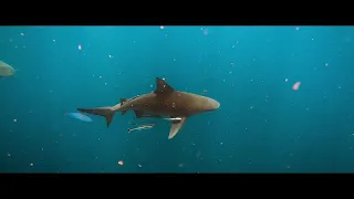 Swimming with Bull Sharks off Jupiter with Florida Shark Diving
