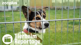 Wenn Helfer Hilfe brauchen: Alltag in deutschen Tierheimen | zooplus Reportage