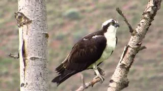 The call of an osprey