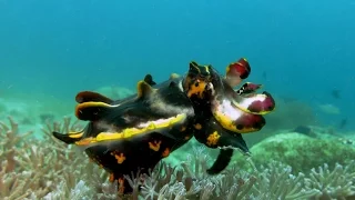 Philippines diving: Anilao - creatures and critters