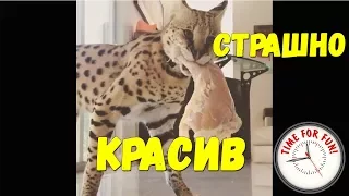 💥Самая лучшая, милейшая подборка приколов с котами🐱 2017🔥 октябрь #3. Пушистые приколы