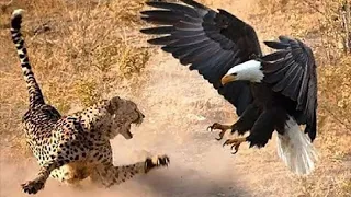 The Hunting Techniques of Eagles: The Mighty Hunters of the Skies