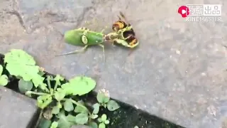 murder hornet vs praying mantis