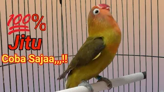 pancingan lb 100% JITU,,, masteran lovebird ngekek panjang 1 jam bikin gacor