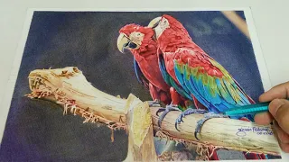 BALLPOINT PEN DRAWING| Realistic Drawing| Parrot| @GLOFAD0912