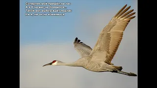 Стихи Черкашин Дмитрий - Журавль