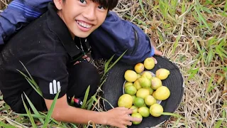 CHANH RỪNG Chua Hay Ngọt? Thách Ăn Hết Một Trái | challenge to eat lemons