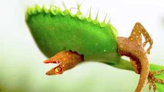 20 Plants That Eat Animals