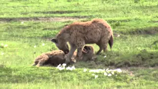 Hyena greeting ceremony