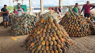 ABACAXI R$1,20 SÓ NA CEACA EM CARUARU PE.  OLHA ISTO BRASIL!