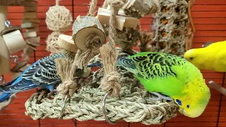 happy budgie sounds