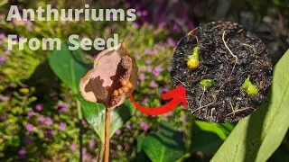How to grow anthurium plants from seeds | Germinating Anthurium seeds.