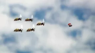 Patrouille de bzzz