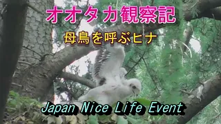 オオタカ親子の観察記　ヒナの鳴き声　Goshawk  child  chirps  2021年6月3日撮影