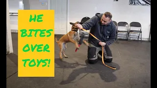 How to PLAY with your MALINOIS puppy