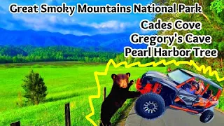 Cades Cove , Gregory's Cave & Pearl Harbor Tree 🏔️ Great Smoky Mountains National Park 🏔️