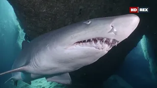 Каковы особенности дыхания у песчаной тигровой акулы (Carcharias taurus) ?