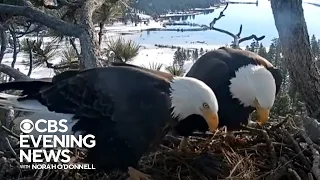 As world watches, California bald eagle eggs expected to begin hatching soon