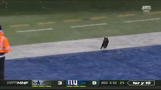 Kevin Harlen calls A black cat runs onto the field during MNF