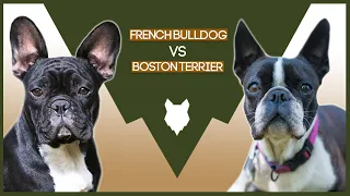 FRENCH BULLDOG VS BOSTON TERRIER