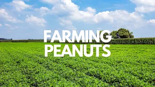 What it takes to farm peanuts | Georgia Peanuts