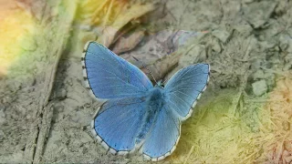 The Meaning Of A Blue Butterfly | The Bringers Of Change And Love