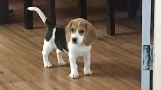 Beagle cutest moments