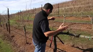 Double Guyot and Cordon Pruning Lesson