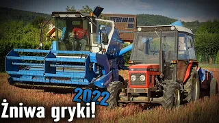 🌾ŻNIWA GRYKI 2022! | Bizon SAMPO 2020🔥