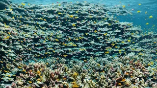 The Magic of Reefs: World Coral Reef Day For TV - Slideshow Screensaver Showcase - 1 Hour, No Sound