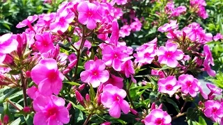 Best Perennials for Sun - Phlox Early Start Pink (Garden Phlox)