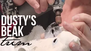 Getting Dusty's Beak Trimmed | Parrot Partners Canada [CC]