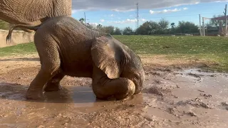 Elephant Calf Enjoys Mud