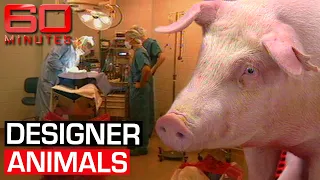 Genetically modified animals: scientific revolution or crime against nature? | 60 Minutes Australia