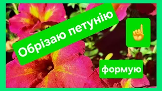 Купила на базарі петунію! Що з нею роблю☝️! Мій досвід!#петунія #українськийконтент #добрива #квіти