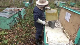 Отбор мёда в ульях лежаках Якимова Владимирском 17 октября.