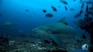 Will a Magnet Barrier Deter Bull Sharks?