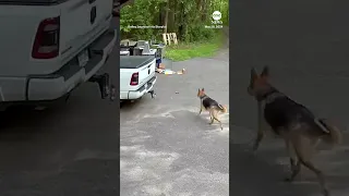 Bear chases dog down driveway
