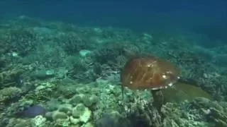 Verheerende Korallenbleiche am Great Barrier Reef