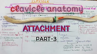 CLAVICLE ANATOMY l Attachments PART-3