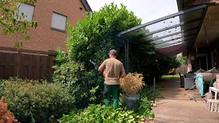 Pruning OVERGROWN Hedges in the Front and Back yards!