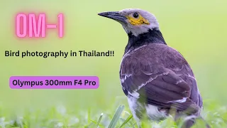 OM-1 | Bird photography in Thailand with the Olympus 300mm F4 Pro!