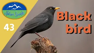 Blackbird - for relaxation, sleeping, healing (sound therapy)