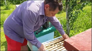Tudnivalók a méhek beszerzése előtt / Méhészet a kezdőknek №2
