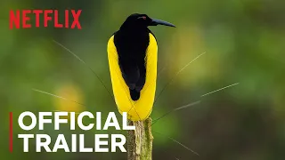 Dancing With The Birds | Official Trailer | Netflix