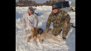 Охота на волков Андроново.Костромская обл.Галичский р он.  09.02.2024г.